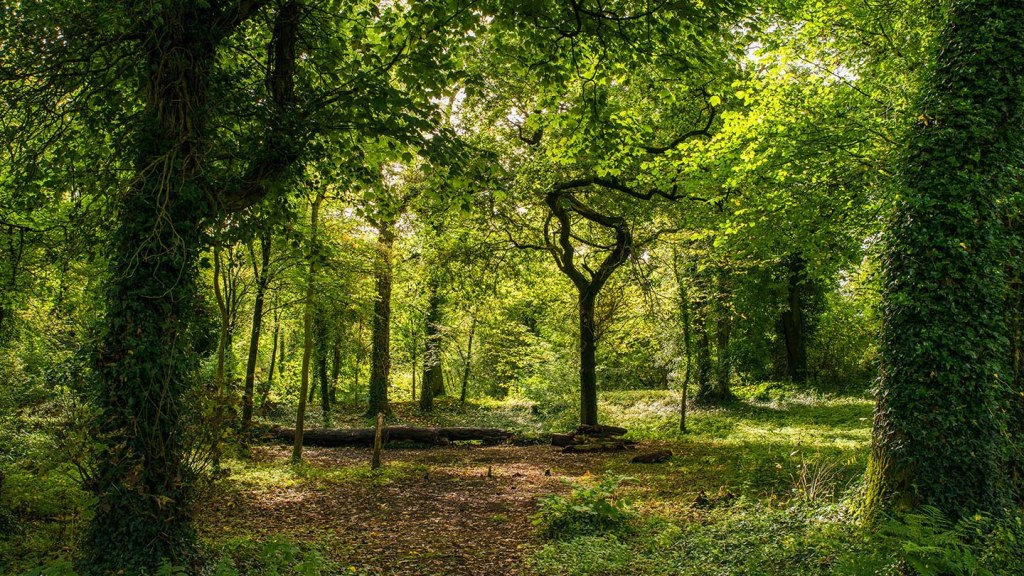 Dinas powys woods, dog walking in Dinas Powys